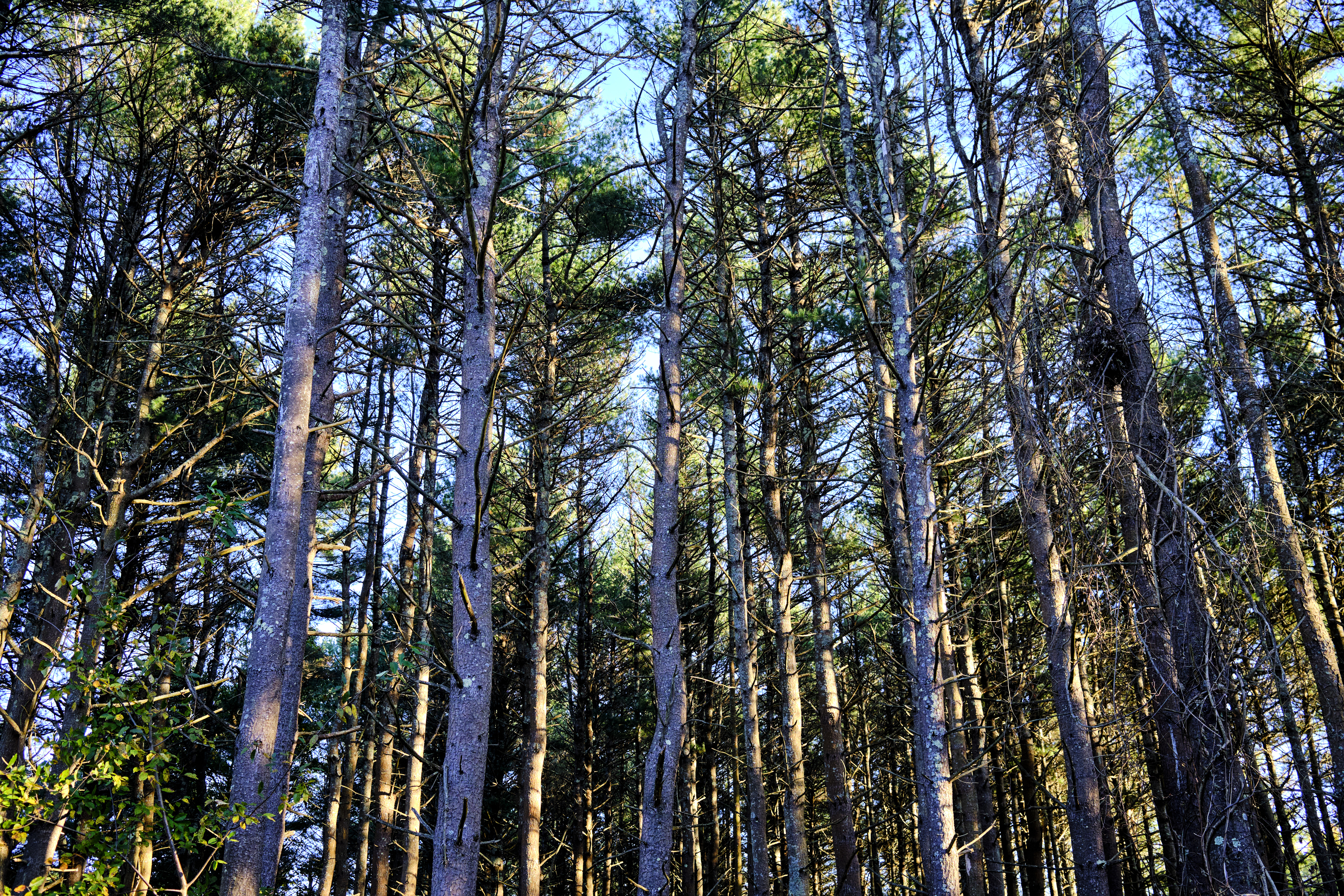 Image "DSCF1962.jpg"