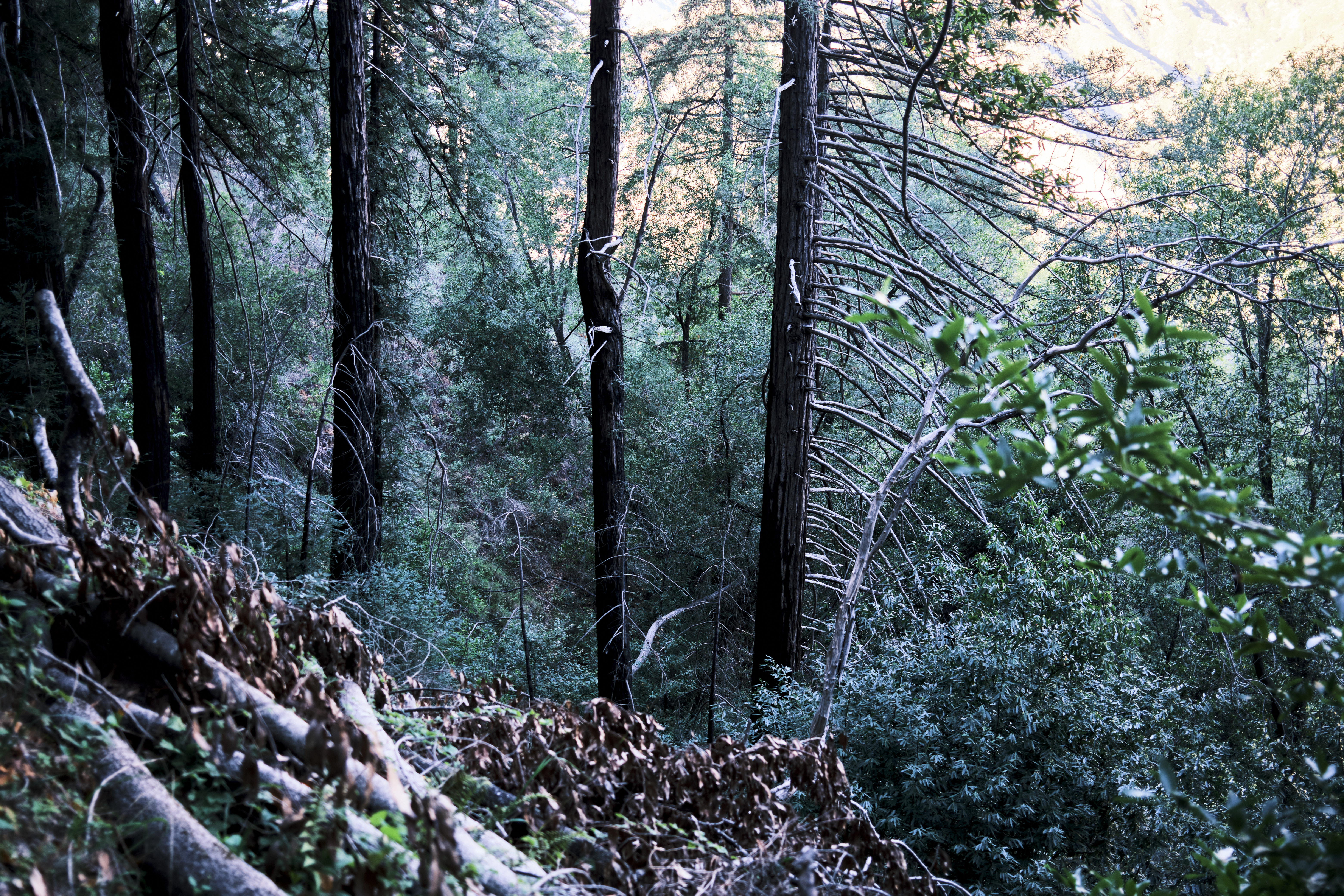 Image "DSCF2607.jpg"