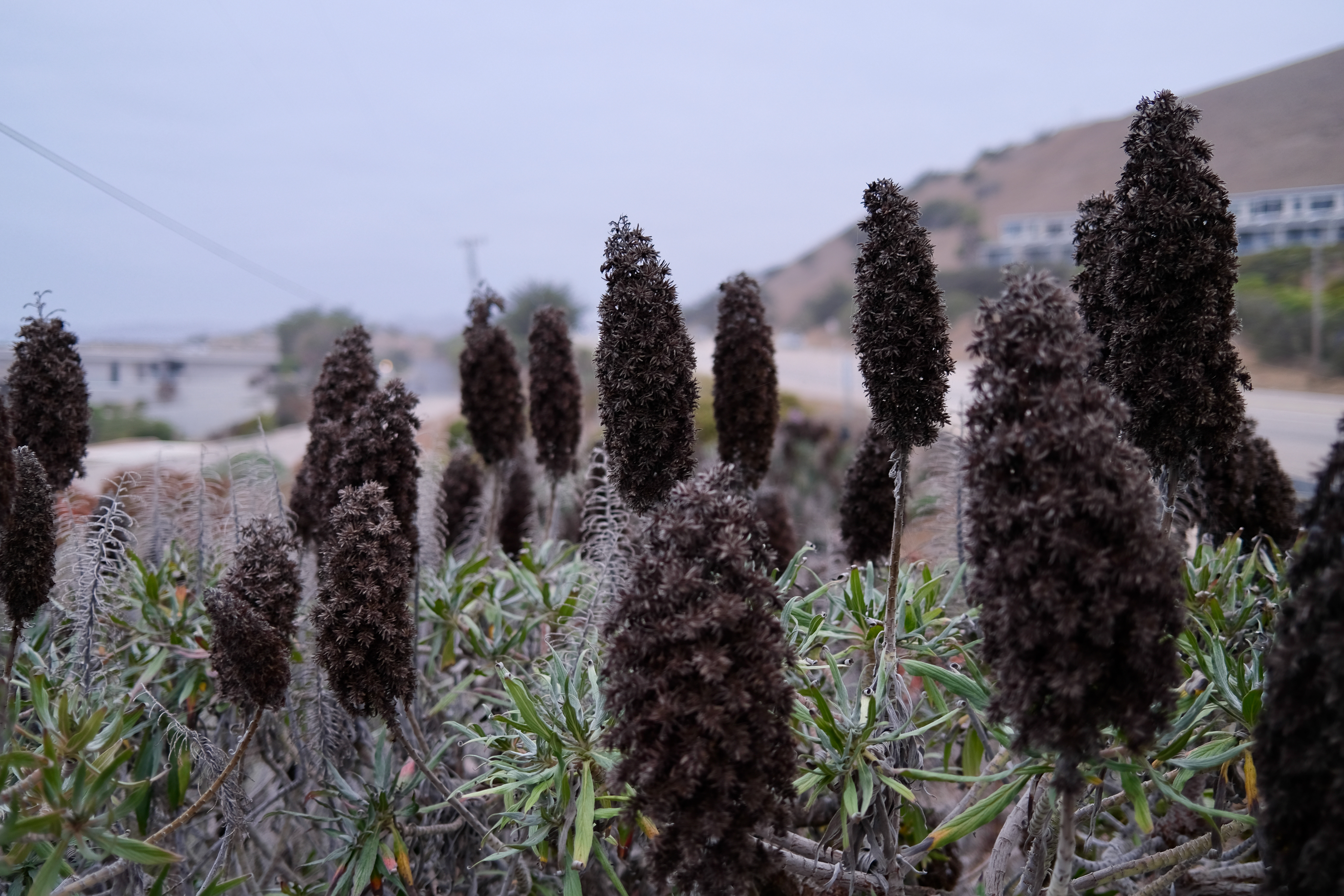 Image "DSCF0303.jpeg"