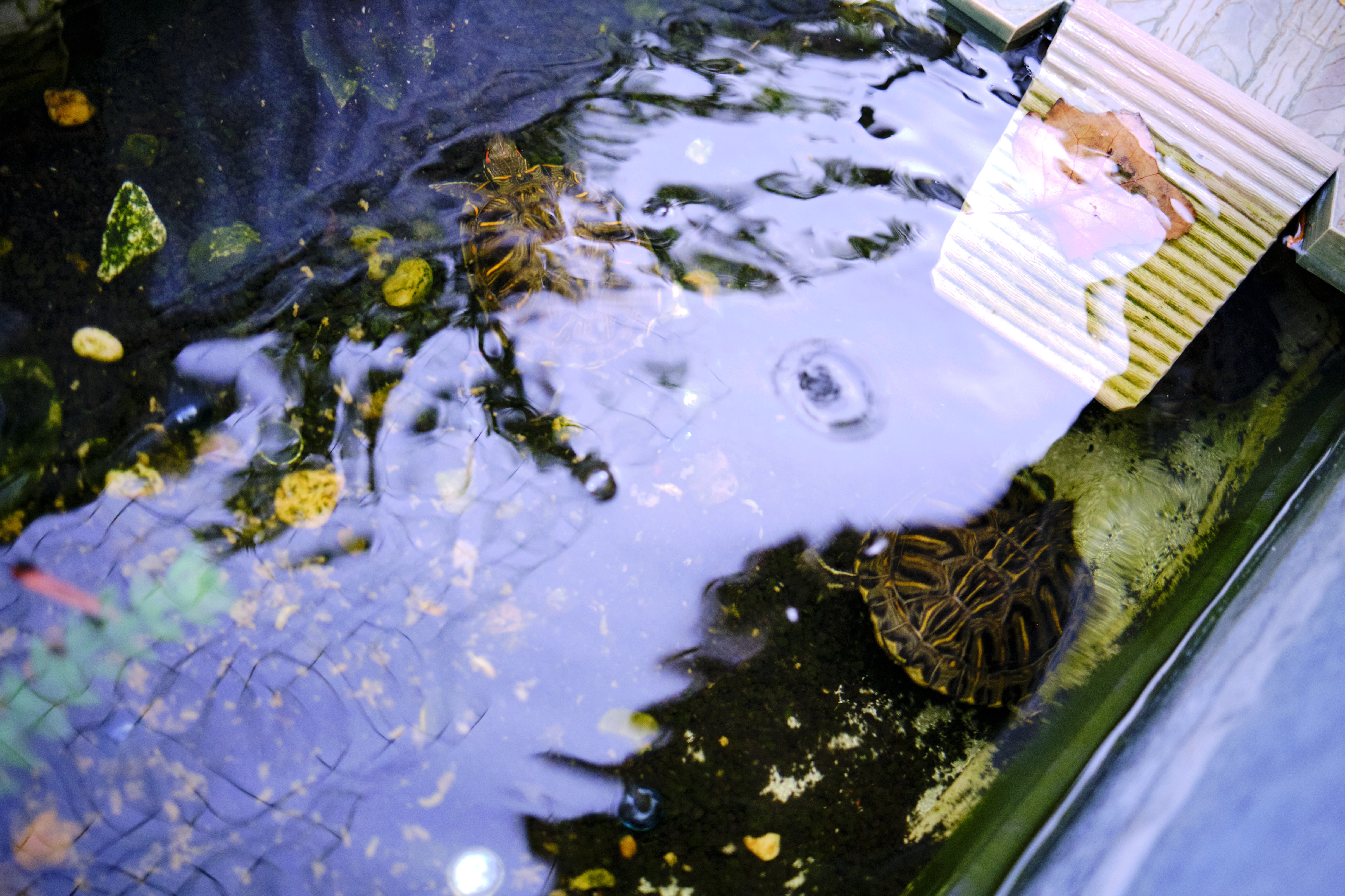 Image "DSCF2416.jpg"