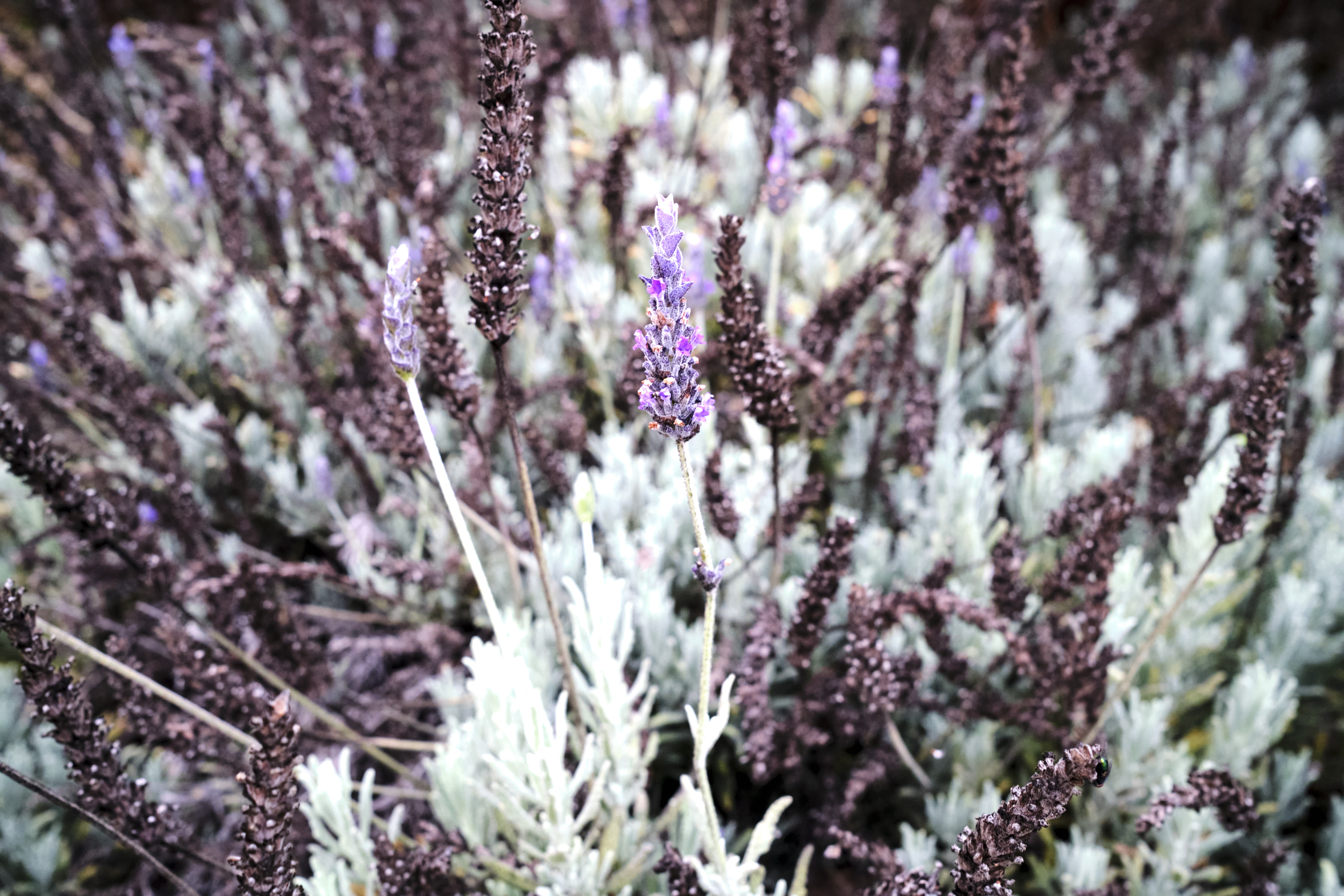 Image "DSCF1042.jpg"