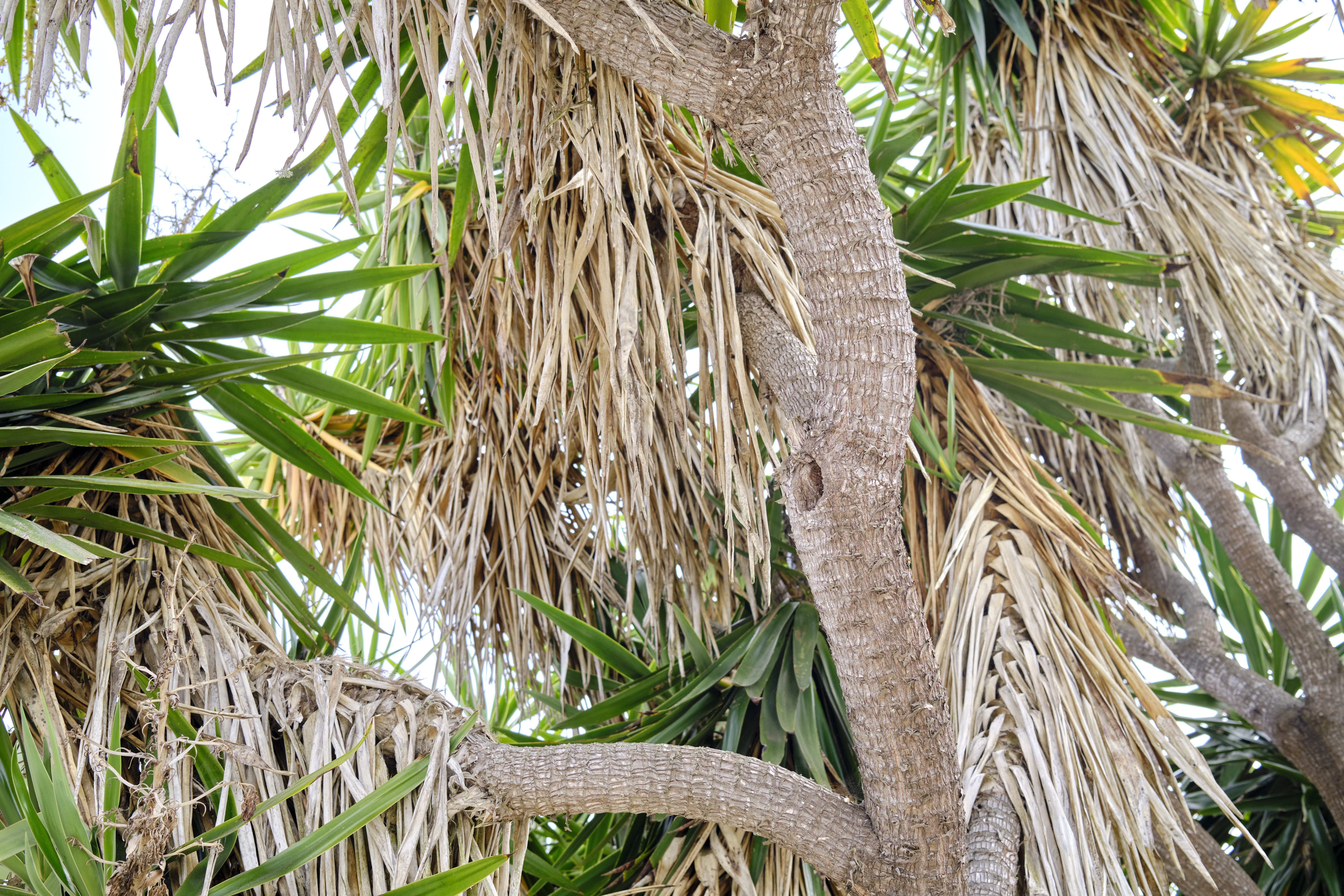 Image "DSCF1109.jpg"