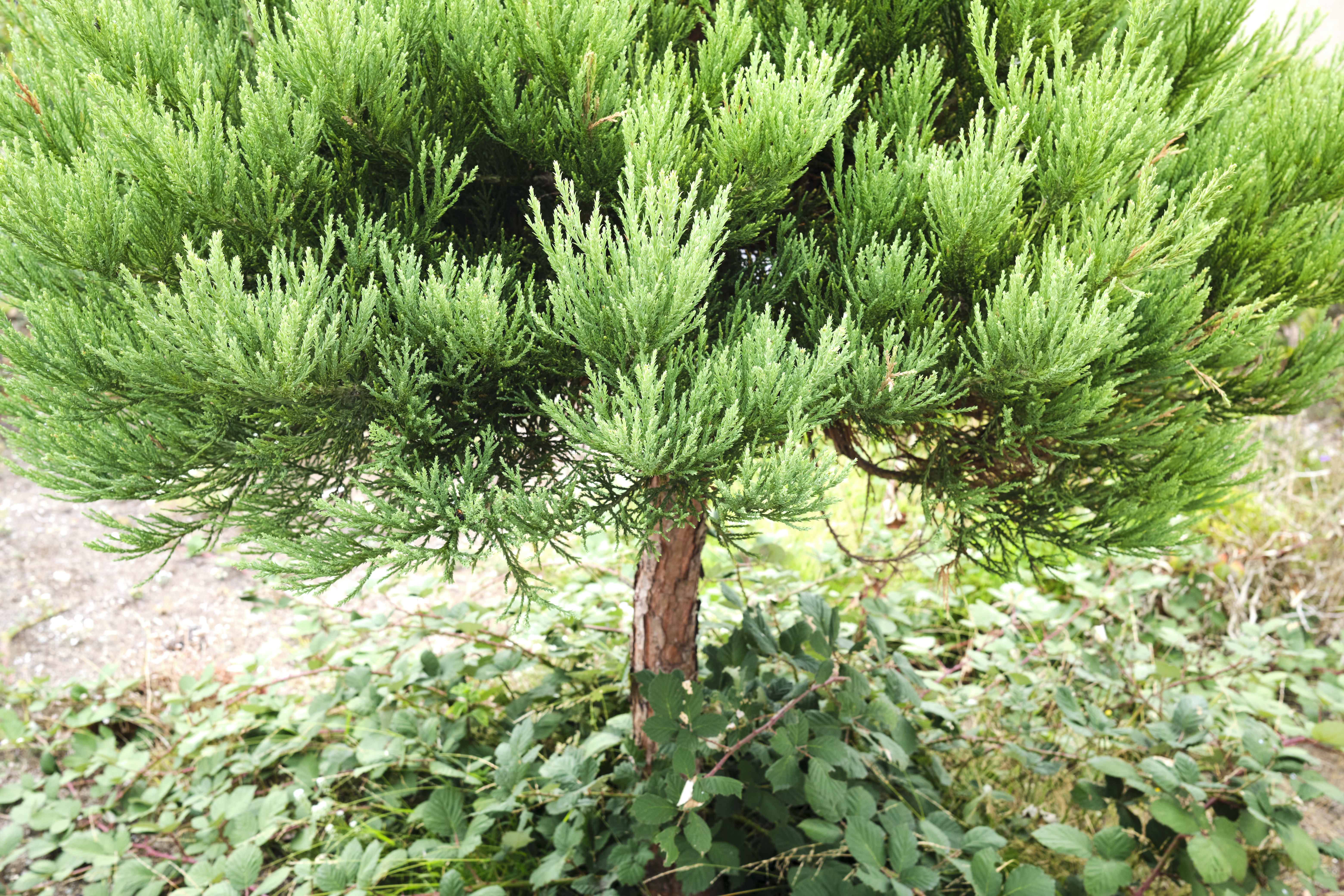 Image "DSCF0764.jpg"