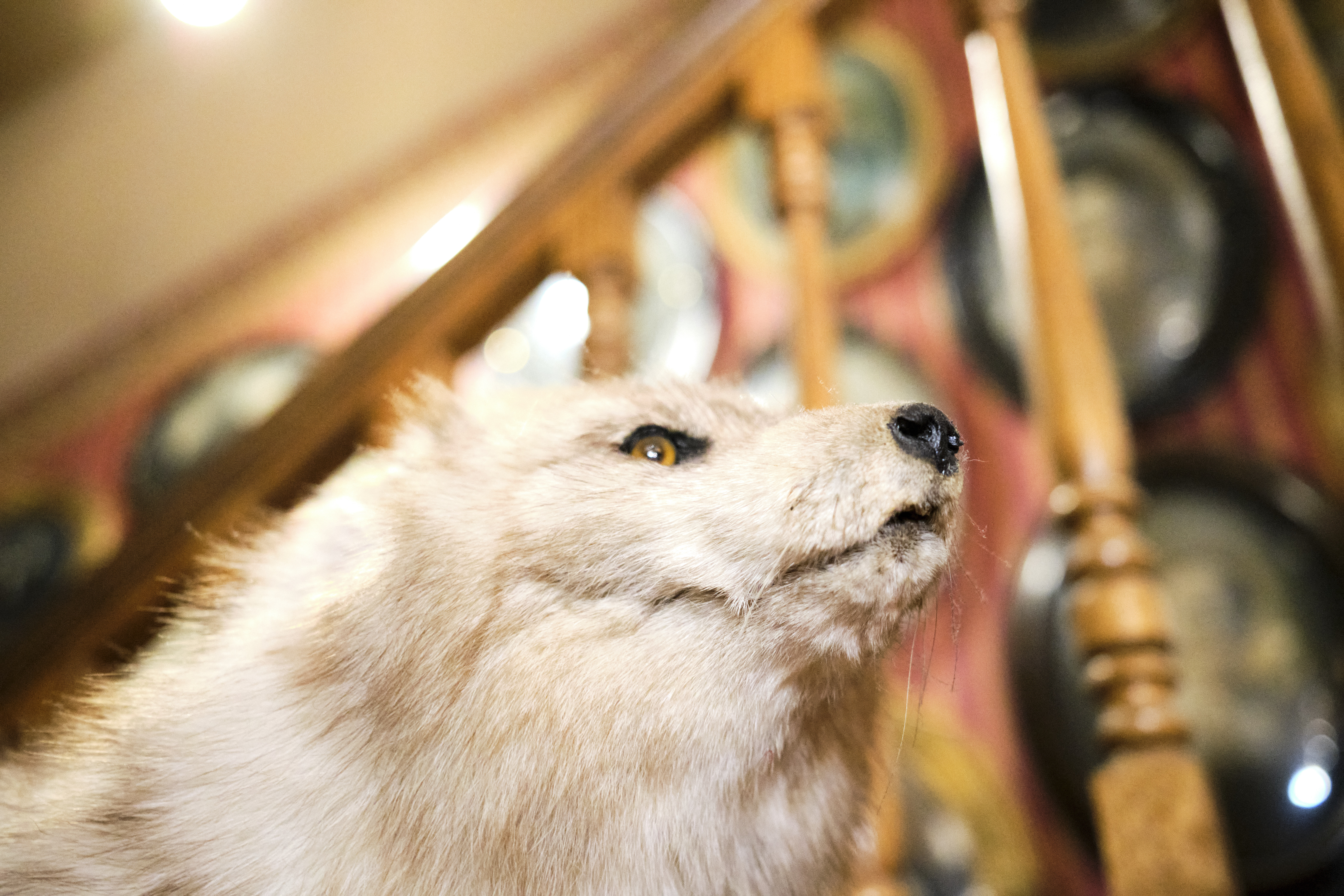 Image "DSCF0672.jpg"