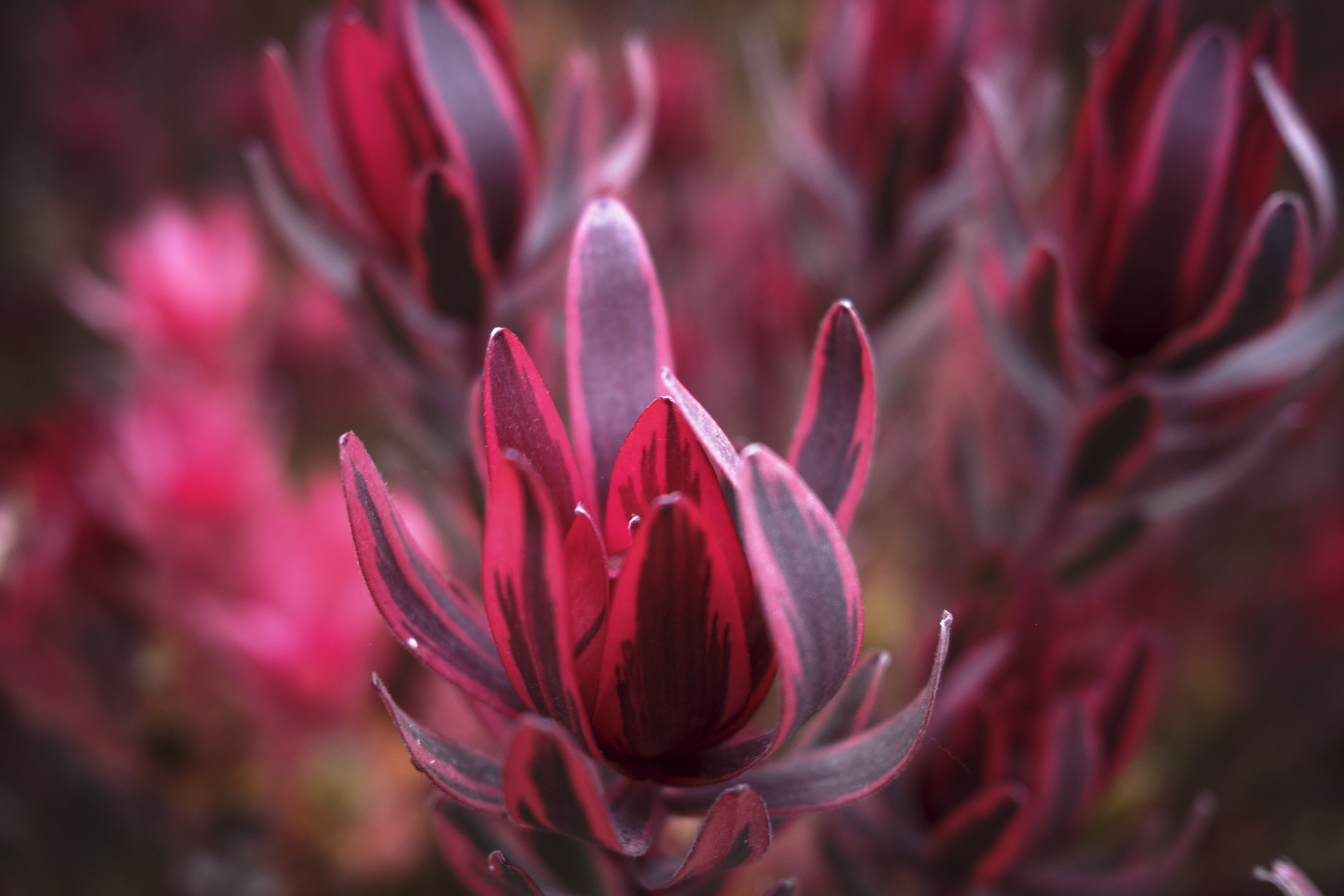 Image "DSCF1037.jpg"